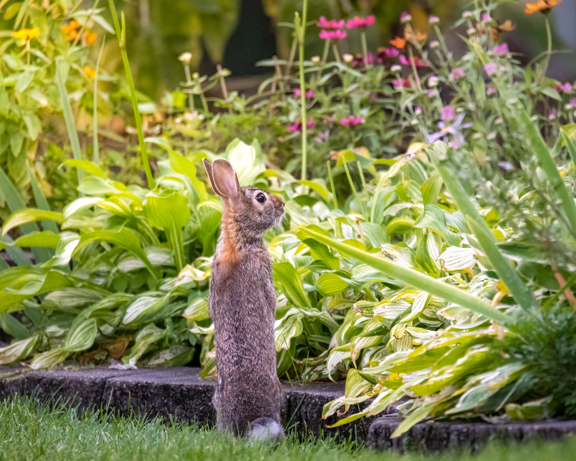 Hungry bunny rabbit standing up looking at his dinner. Backyard garden