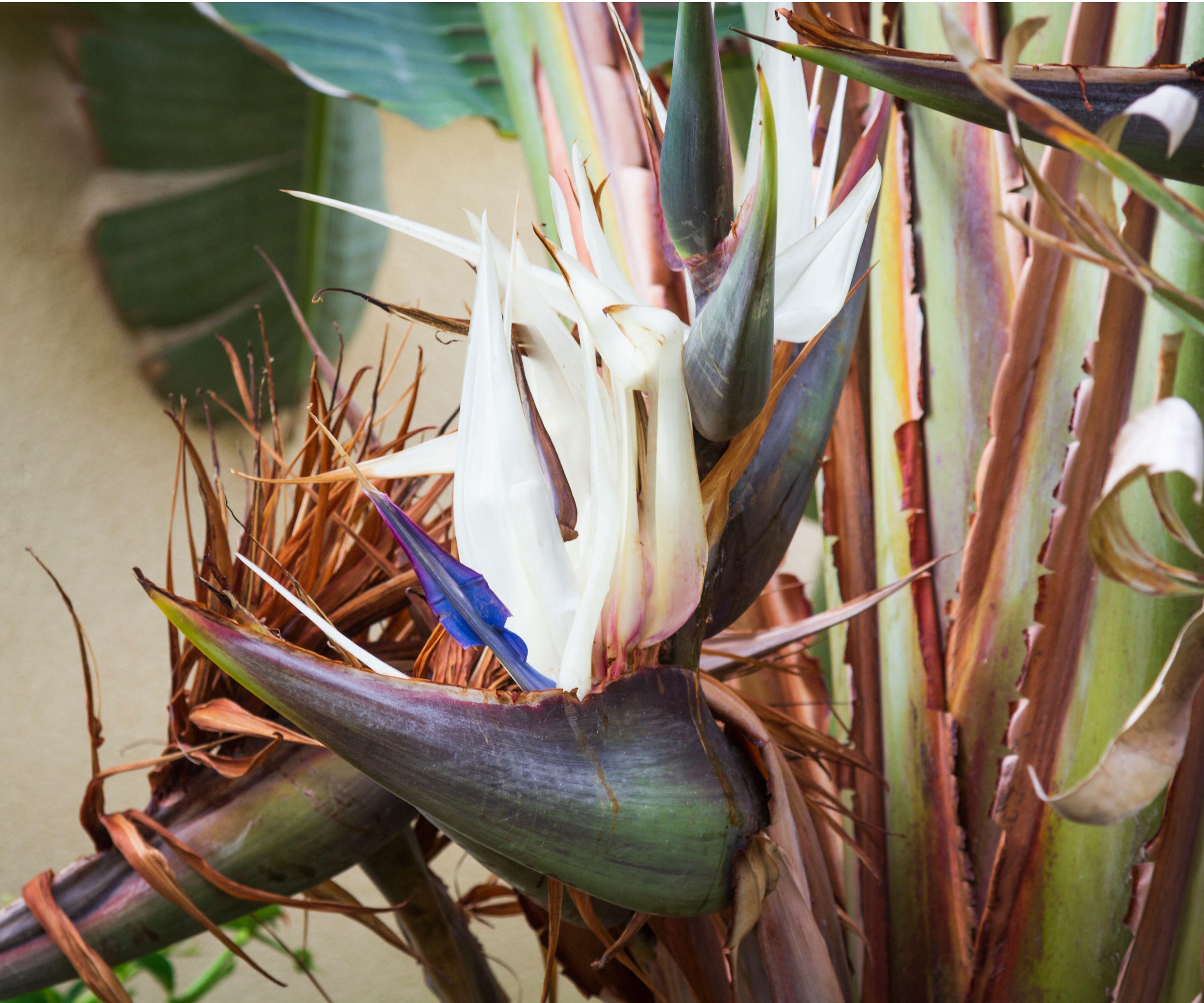 White bird of paradise flowers