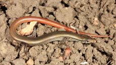 Lyon's grassland skink on dried mud. 