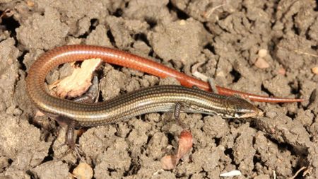 Lyon's grassland skink on dried mud. 