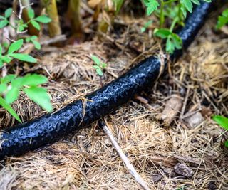 Water seeping from black soaker hose on the soil