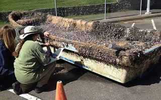 Examining the Japanese skiff that washed up near Crescent City, Calif., on April 7, 2013. This is the first verified item from the Japan tsunami to appear in California.