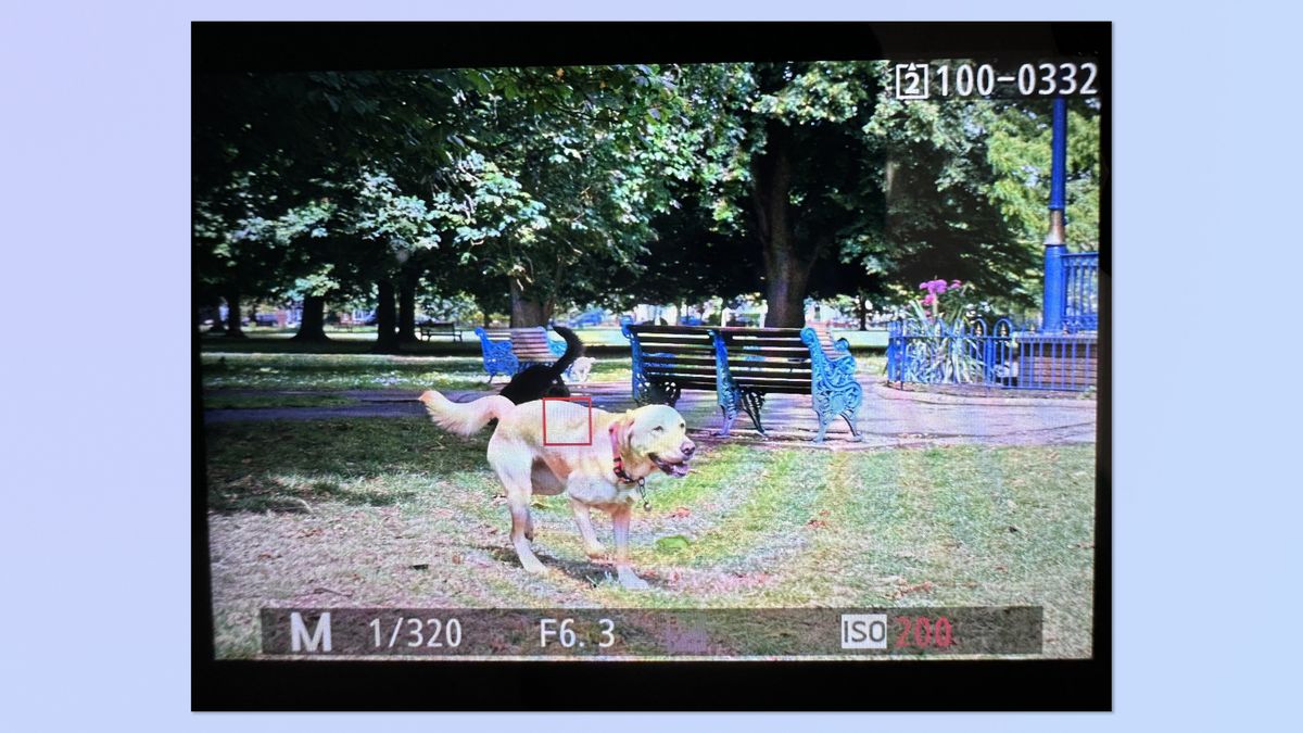 A screenshot of the Nikon Z5II monitor, showing a photo of a dog in image playback, with the focal point highlighted &mdash; the focal point is behind the dog's head.