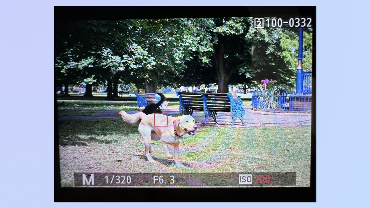 A screenshot of the Nikon Z5II monitor, showing a photo of a dog in image playback, with the focal point highlighted &mdash; the focal point is behind the dog's head.