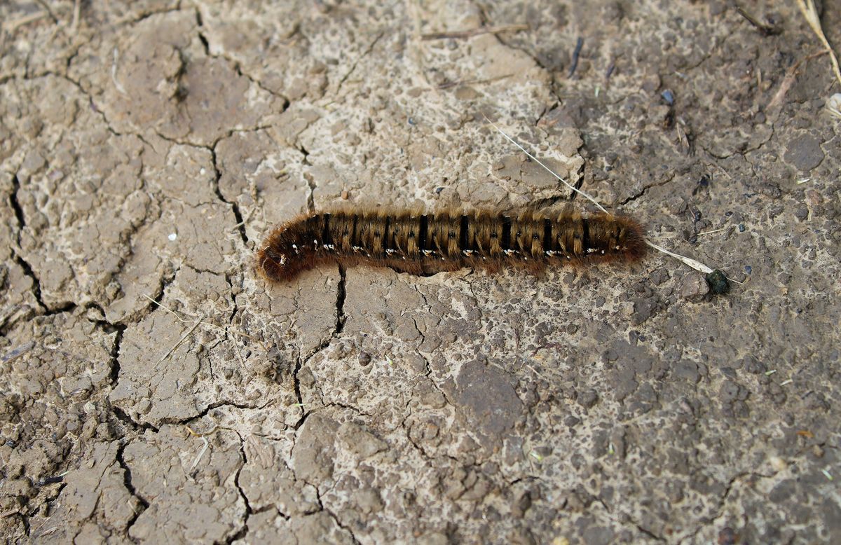 Maine is facing an outbreak of browntail moth caterpillars (Euproctis chrysorrhoea).