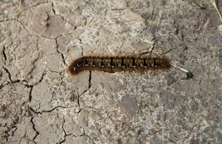 Maine is facing an outbreak of browntail moth caterpillars (Euproctis chrysorrhoea).