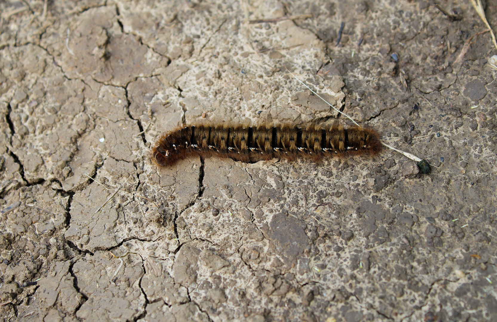 Toxic Hairy Caterpillars Invade Maine Live Science