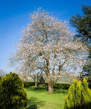 Identifying-british-trees-Wild-Cherry-Alamy