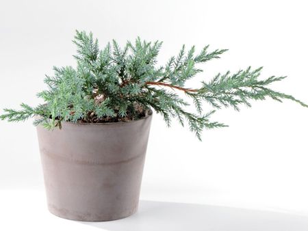 A Potted Juniper Tree