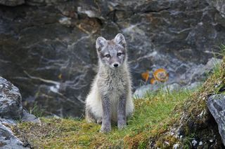 Here, a young Arctic fox (<em>Vulpes lagopus</em>) looking for food. This is not the Arctic fox that made the lengthy journey from Svalbard to Ellesmere Island in Canada.