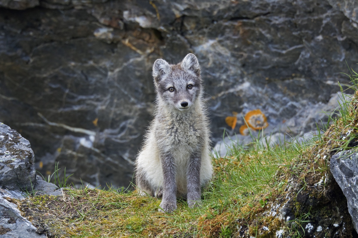 Scientists Thunderstruck As Arctic Fox Makes Stunning 2 100 Mile