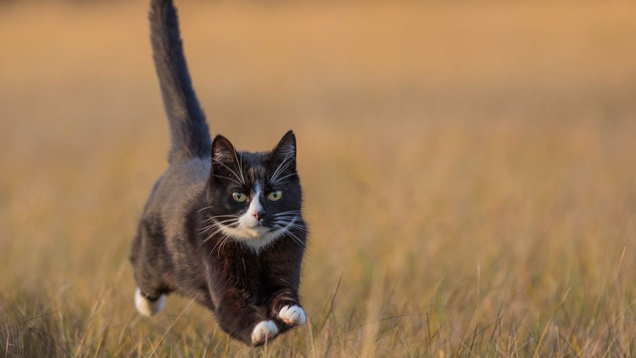 a black and white cat runs through a field