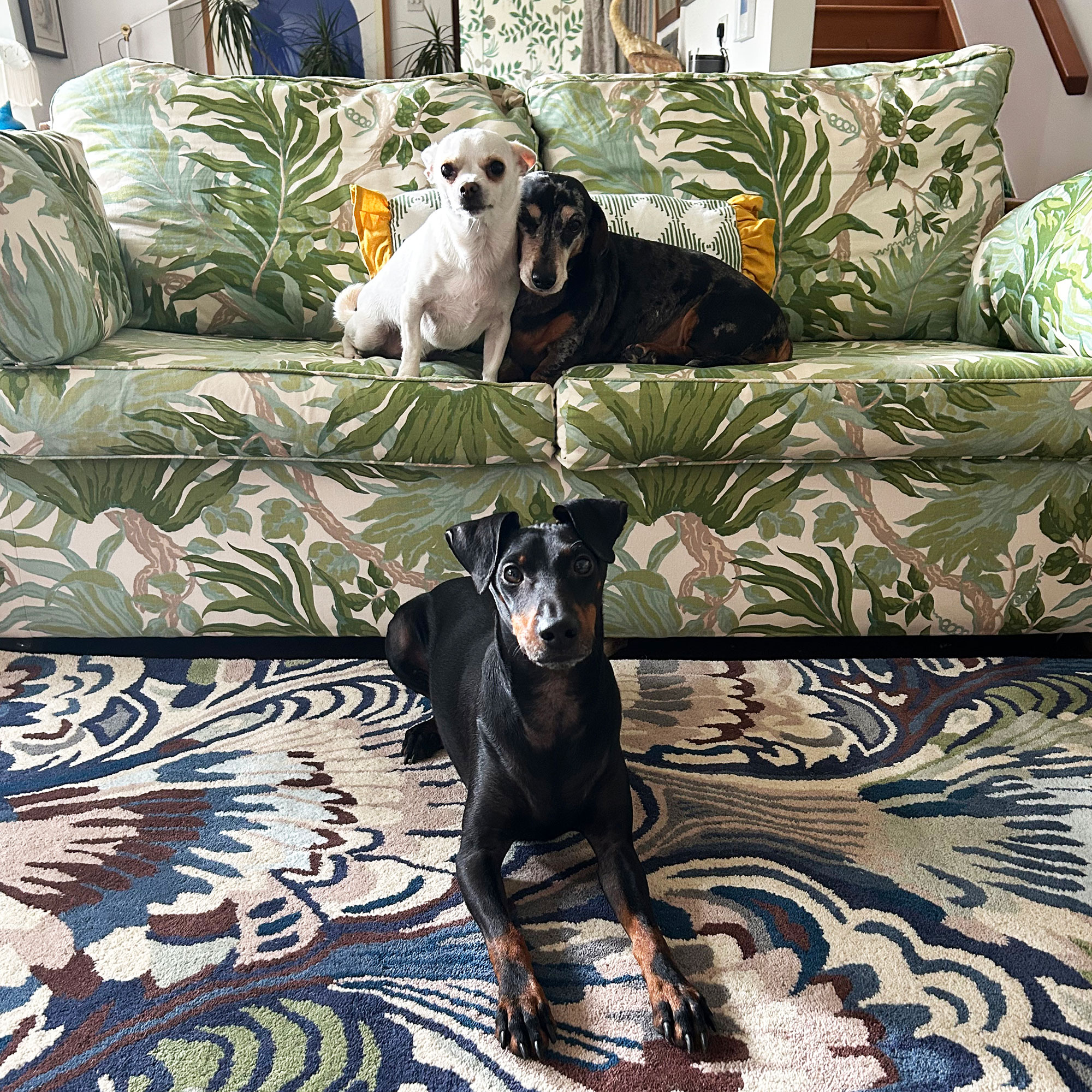 Two dogs sitting on green botanical patterned sofa and dog sitting on front on blue marbled rug