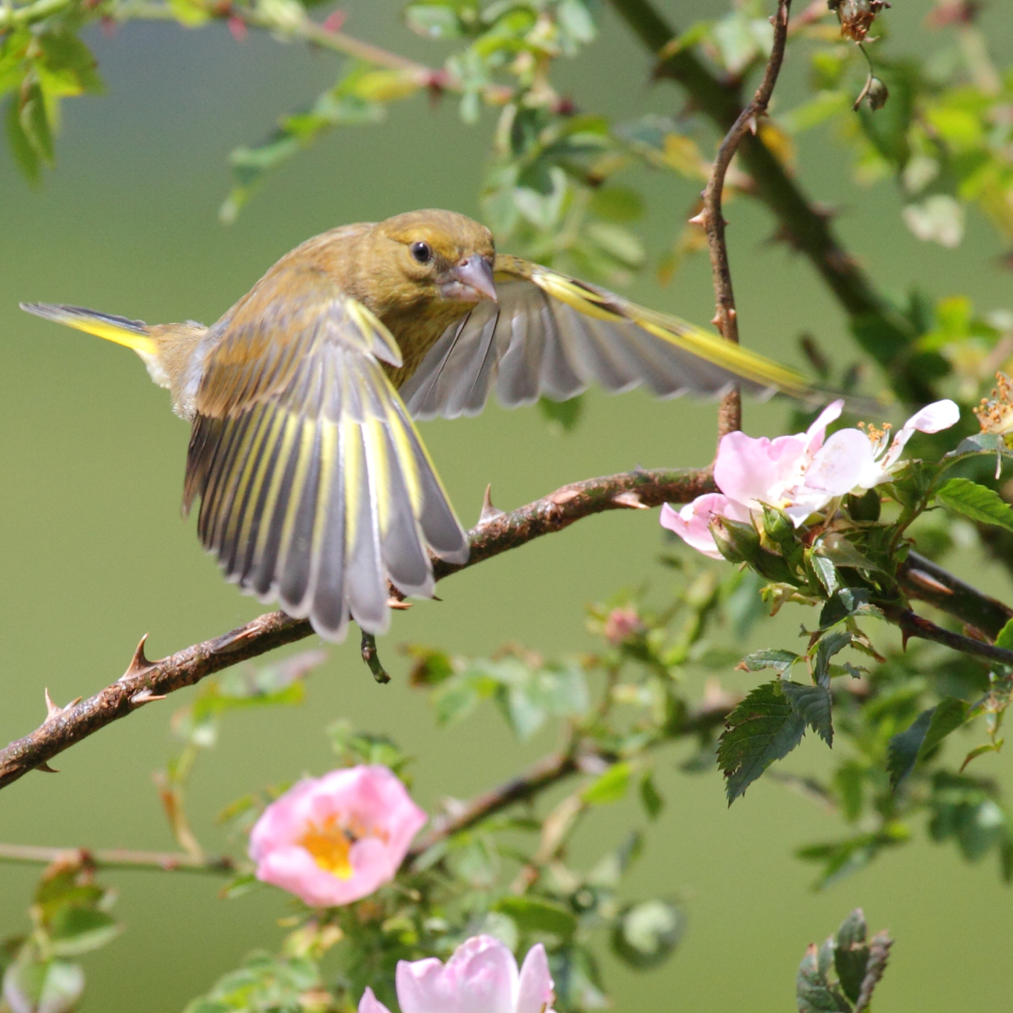 garden bird flying by rose