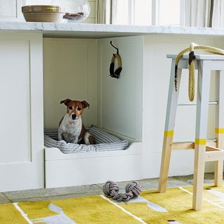 dog bed with yellow carpet and drawers