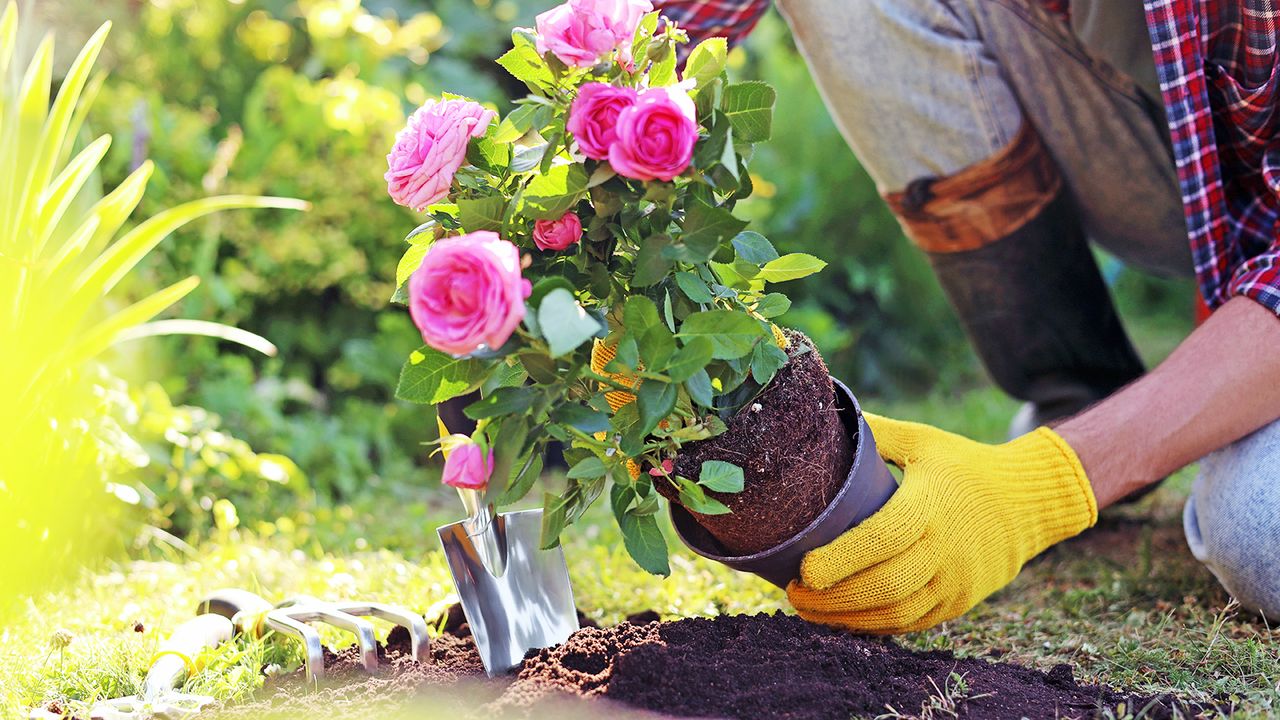 Gardener plants potted rose with pink flowers into garden soil