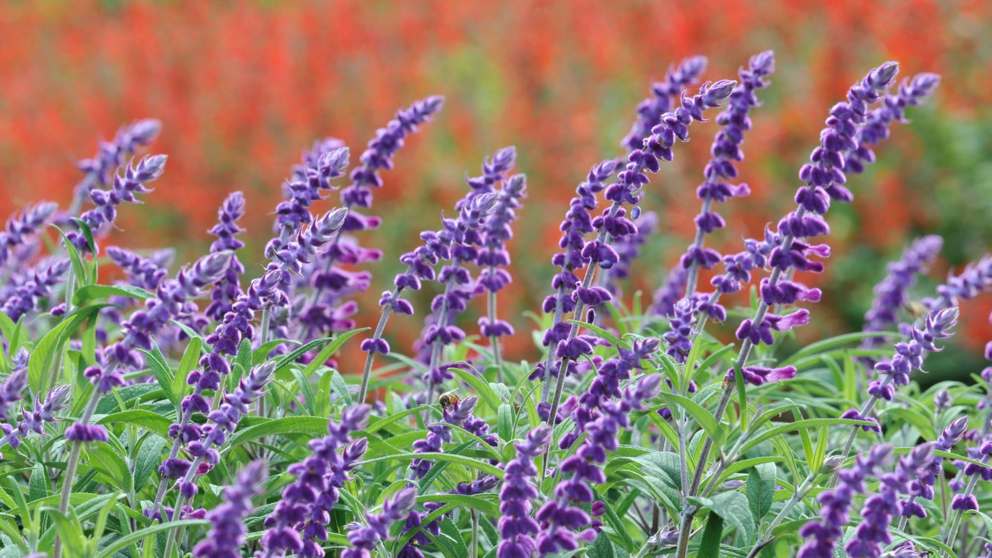 Purple blooms on Mexican bush sage