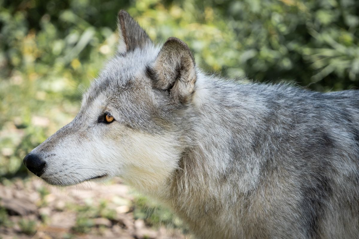 What is a wolfdog? | PetsRadar
