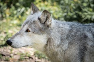 Wolfdog in their natural environment