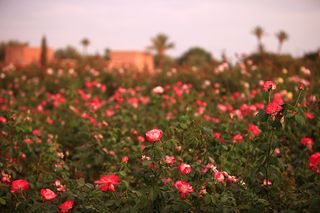 The Beldi Country Club garden in Marrakesh, photographed by Alessio Mei