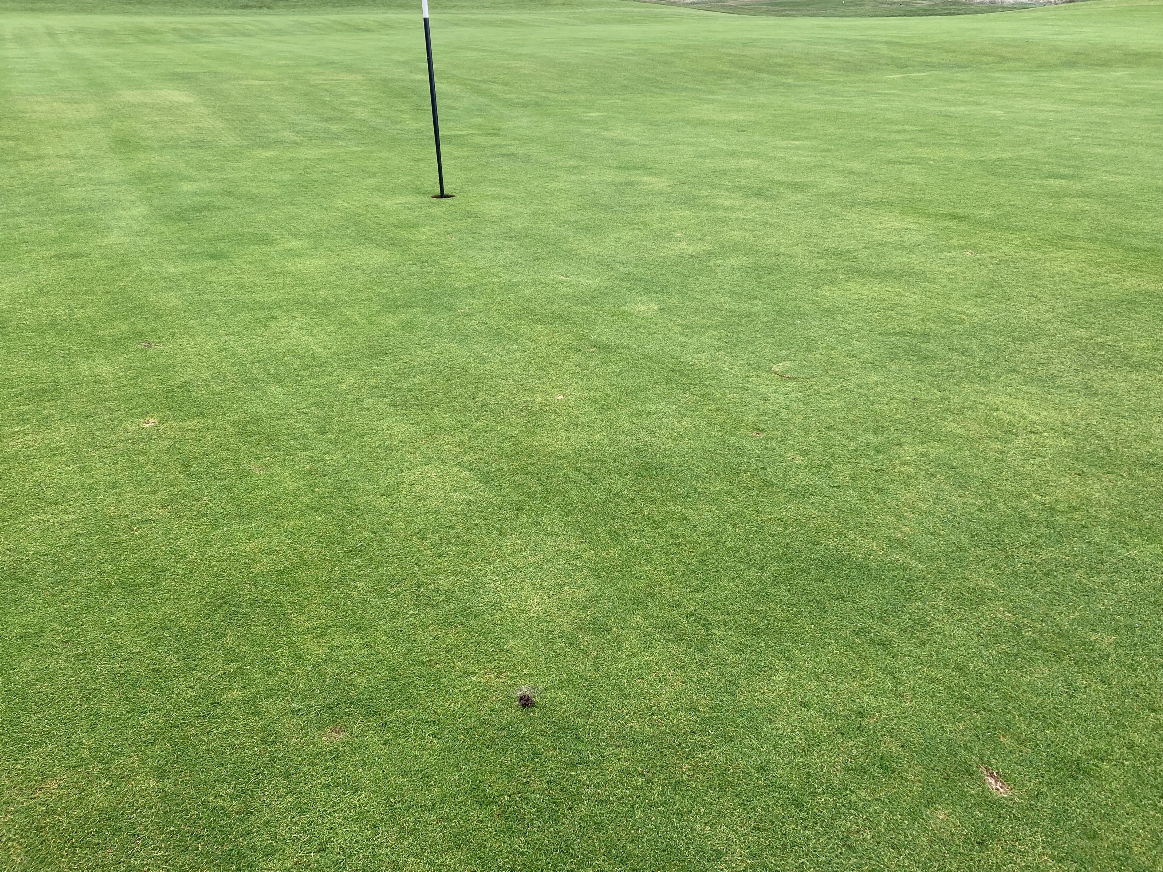 Worm cast on a putting line