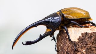 Side view of a Hercules beetle showing off its two long horns as it sits perched on a wooden stumb