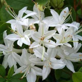 Azalea Viscosum (deciduous)