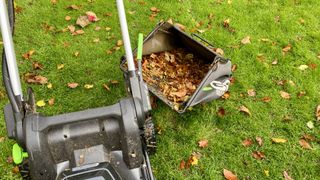 winter lawn tips leaf collection