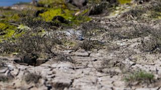 A small pied avocet chick is camouflaged against the dried dirt and rocks on the ground as it sleeps.