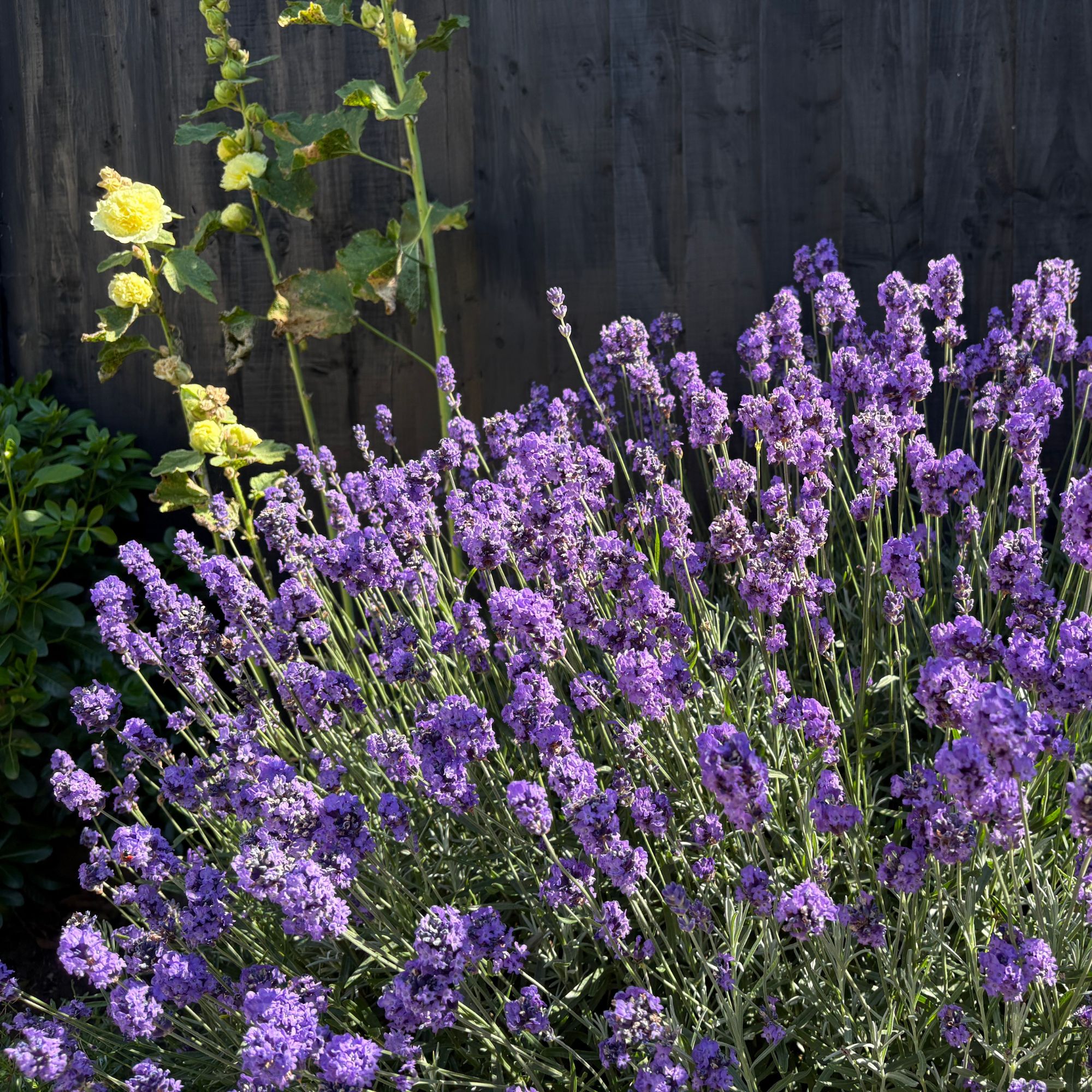 Lavender plant growing next to a black fence in a garden