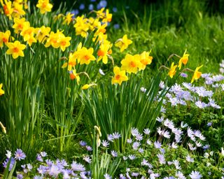 daffodils growing with other spring bulbs