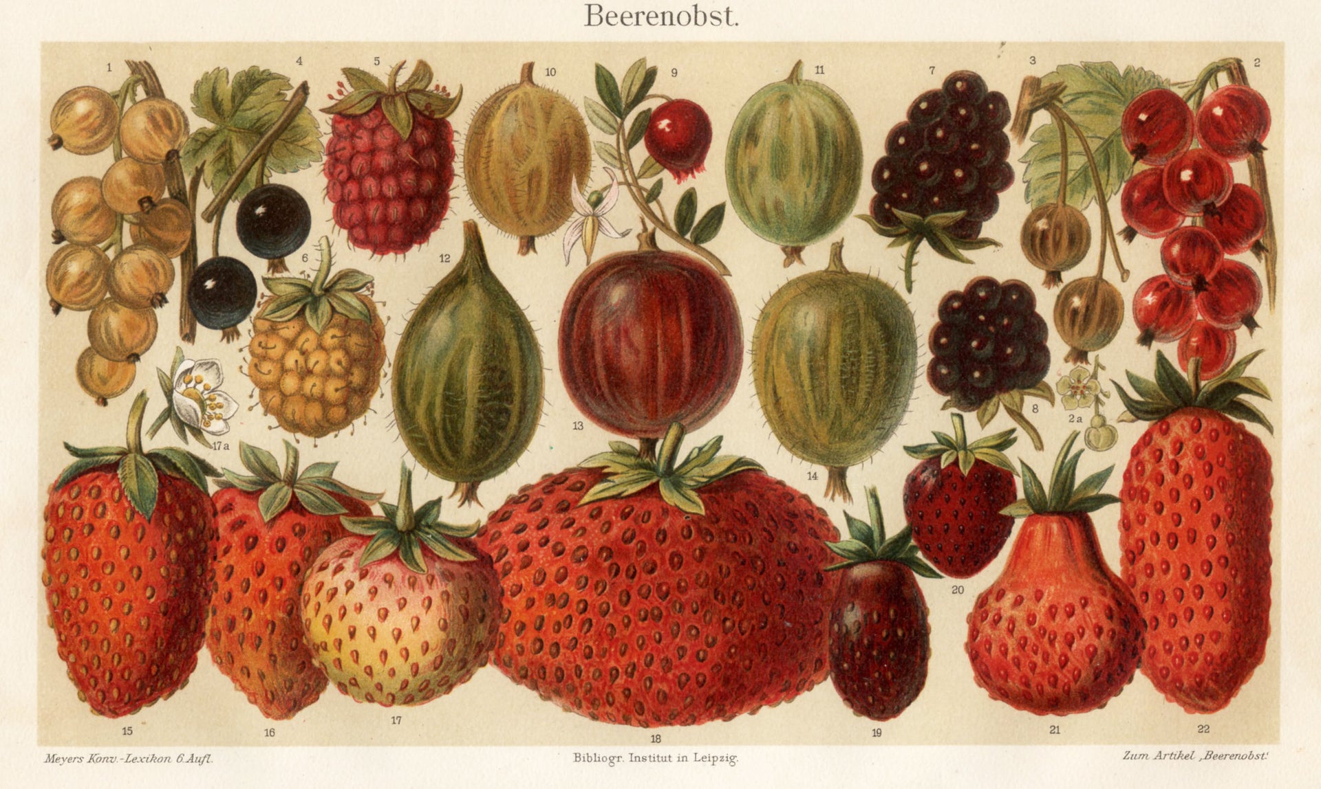 &#039;berries - Beerenobst&#039; - 19th-Century Botanical Chromolithograph, Framed
