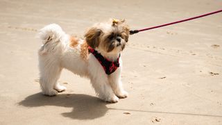 Shih tzu on a leash at the beach