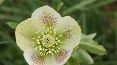 Christmas hellebore in a garden with yellow blooms and red speckling 