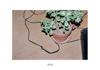 A image of plant