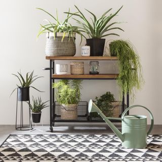 Houseplants on a trolley