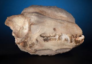 The skull of an ancient pig-like animal