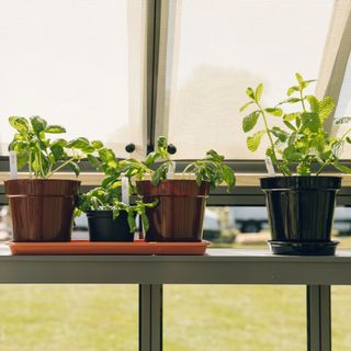 Potted plants on shelf in greenhouse