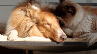 A collie dog and large-breed cat curl up next to each other on a cot