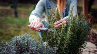 pruning a rosemary bush