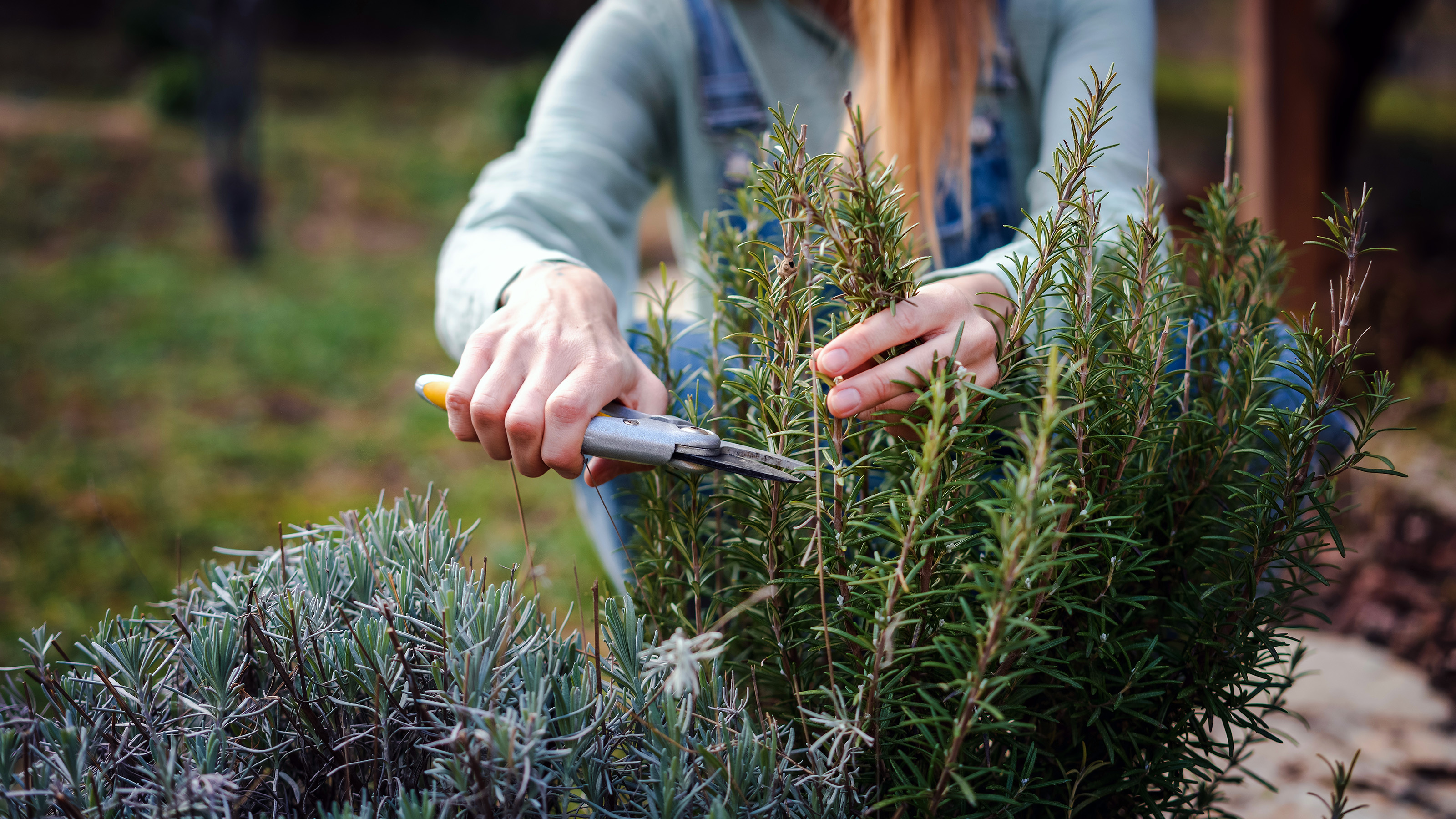 pruning a rosemary bush