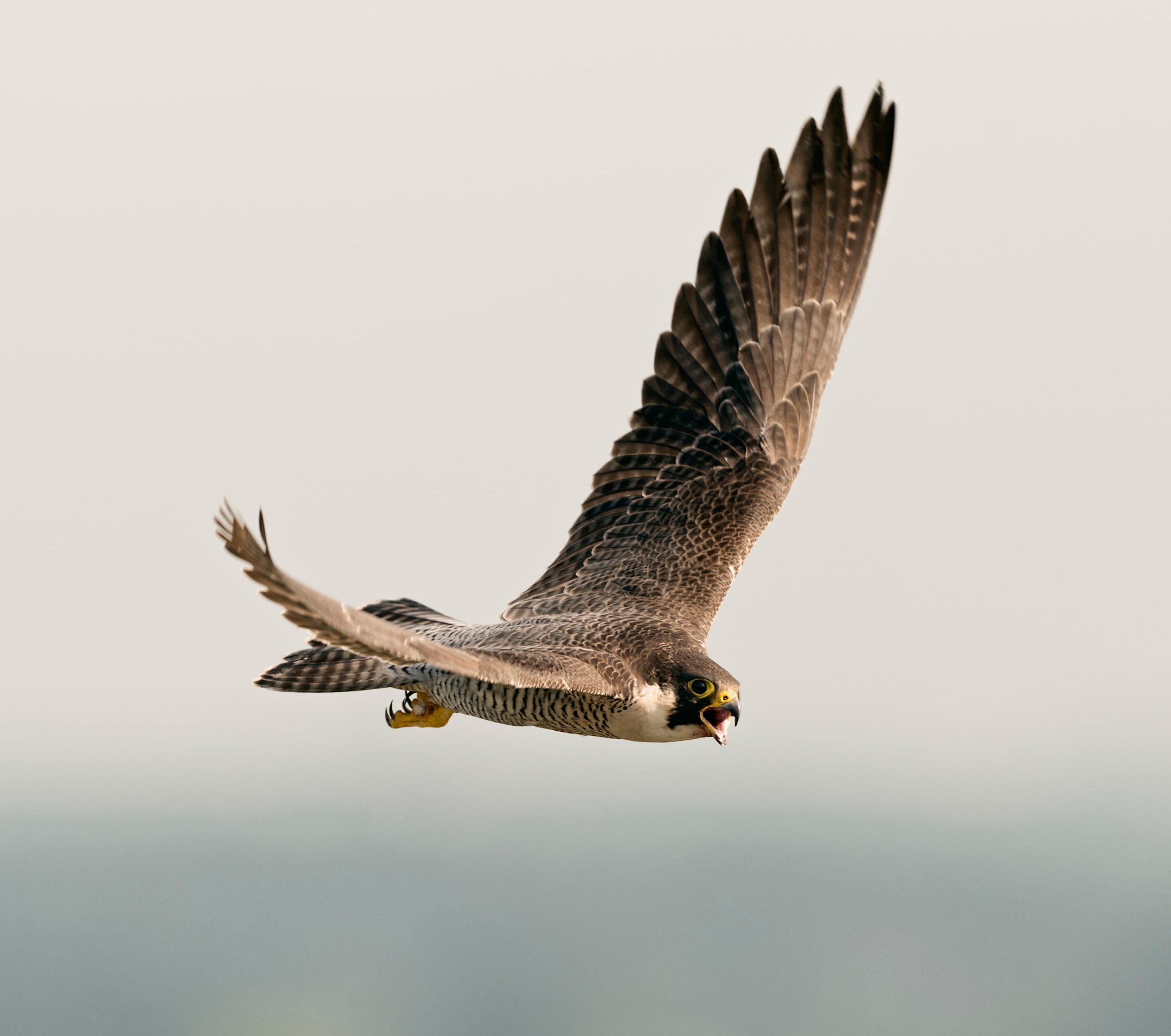 A peregrine in flight