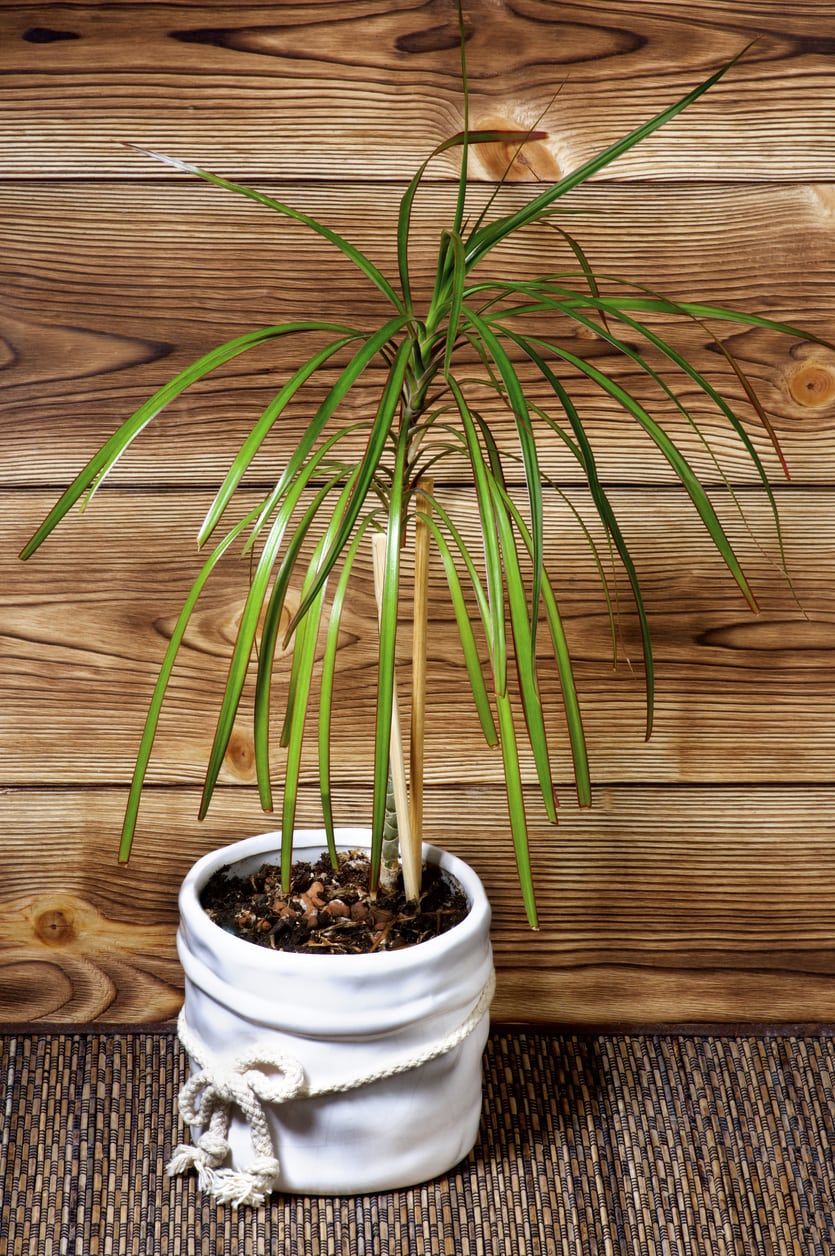 dracaena propagation