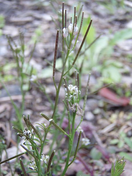 arabidopsis