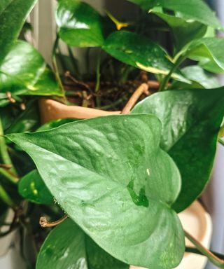 A close-up shot of a green pothos plant