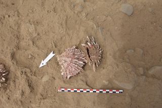 Two pink spondylus shells lie in the dirt of the burial mound