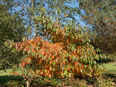 A Tupelo Tree