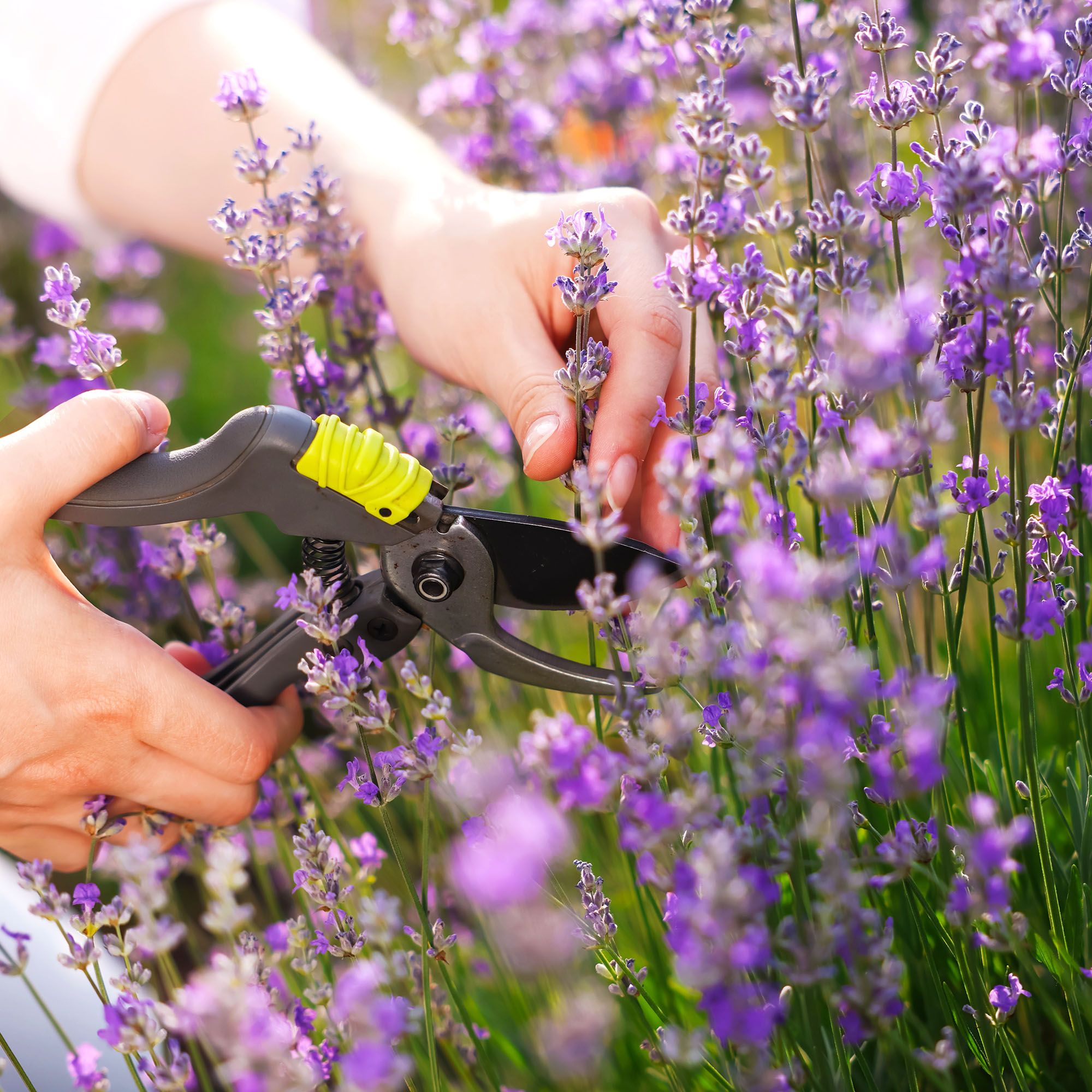 Woman pruning lavender flowers in field, closeup