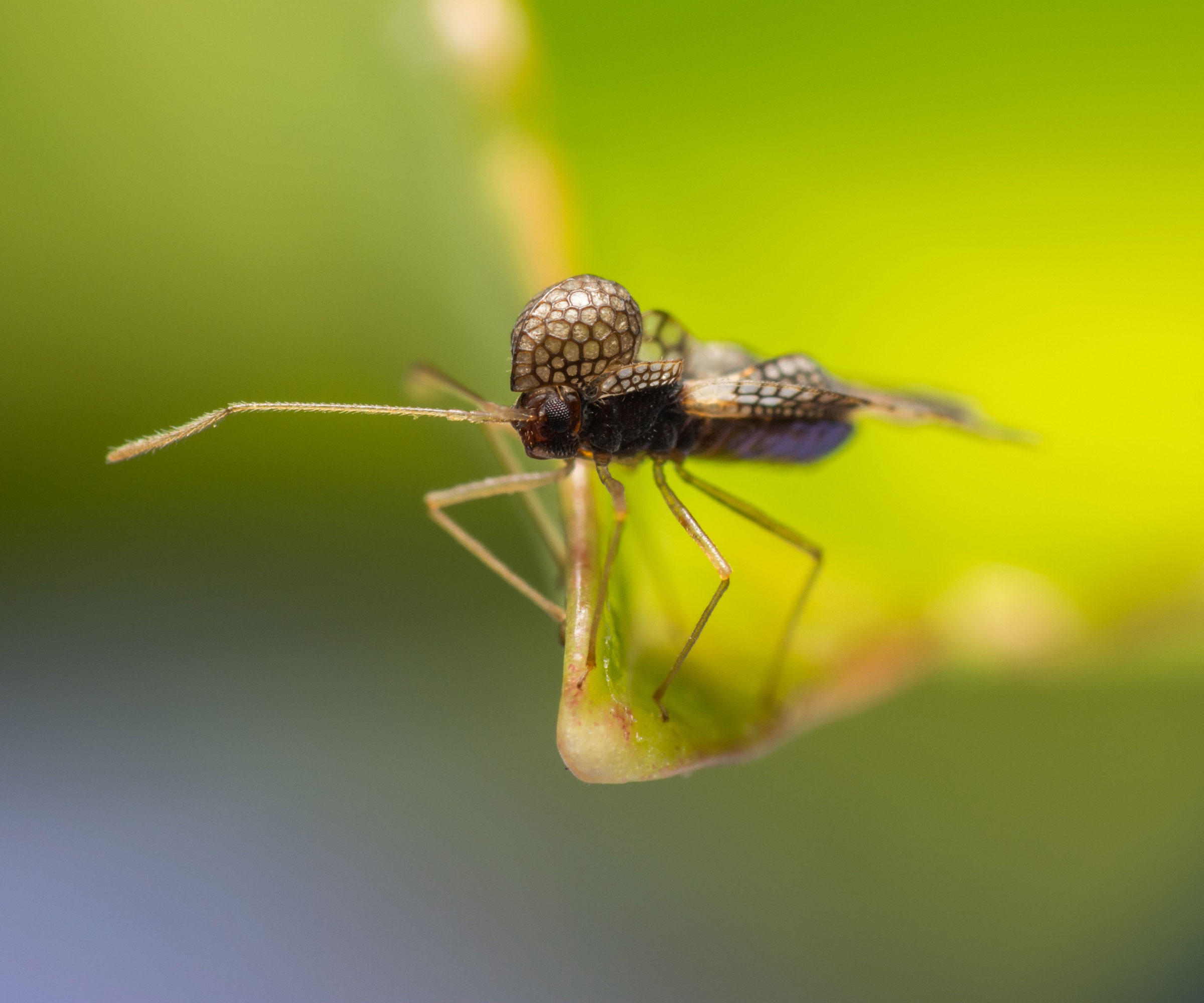 lace bug on azalea leaf in detail