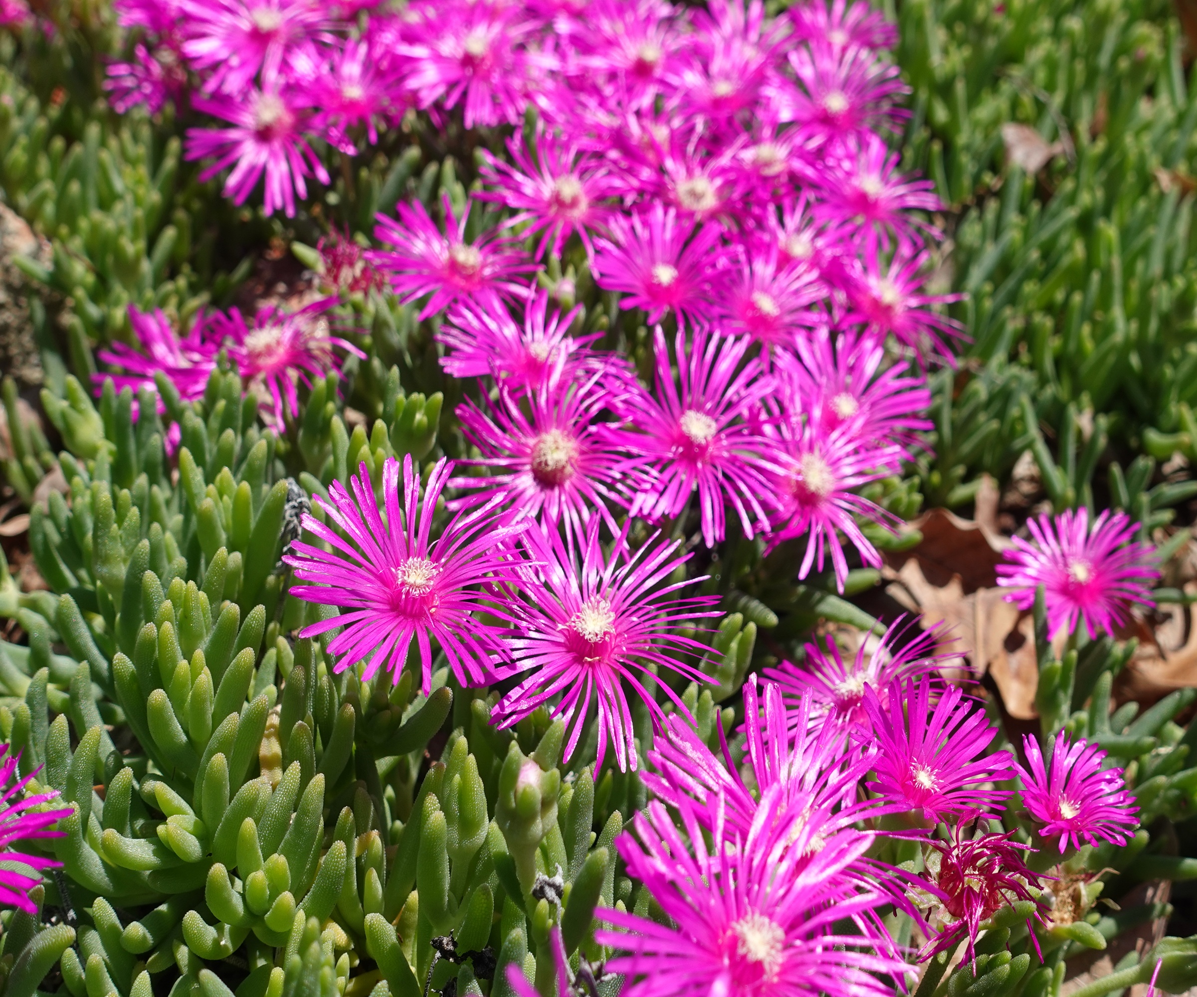 Ice plant
